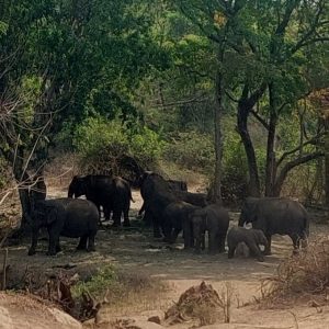 Elefantflocken - en av de stora behållningarna med safarit.